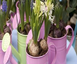 A Fleur de Pot image 1