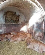 Pinsos Cortada imagen 16