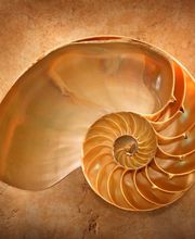 CLAUDE Corina image 4