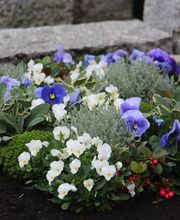 Gärtnerei Schlegel Hinterholz Bild 14