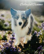 Colorful Canines image 14