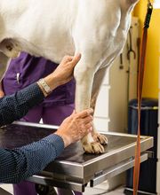 Dr. med. vet. Frey Artur Bild 5