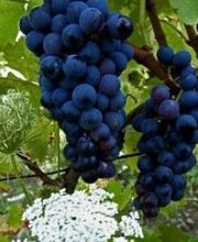 Vignobles Gillet image 4