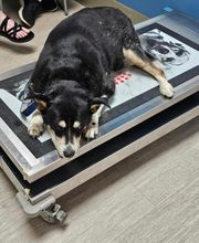 Westerville Veterinary Clinic image 15