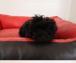 Kunstlederhundebett animal-dreams Edition 1 gesteppt
Das farbenfrohe Hundebett gibt es auch in orthopädischer Ausstattung. Es ist in verschiedenen Größen und Farben/Farbkombinationen erhätlich.