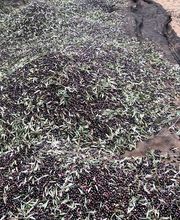 Agrícola Buhai imagen 5