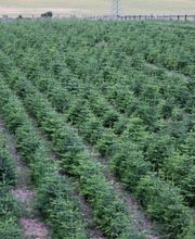 Bauernhof Lehmann Bild 5