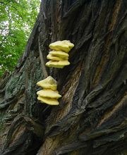 Boomverzorging Bouwmeester