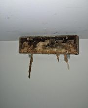 Champignon Bois Termite Isolation image 20