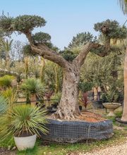 Royal Palm Aix image 10