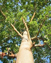 Andys Gartenpflege Inh. Andreas Schieferdecker Bild 2