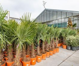 Le Carrefour De La Fleur image 10