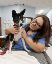Bridgeview Pet Wellness Clinic image 4