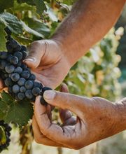 Domaine Saint-Sébaste Bild 5