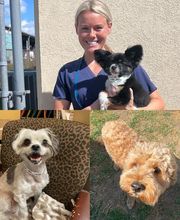 Parkwood Animal Hospital & Boarding image 6