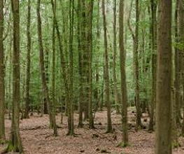Der FriedWald Dietzenbach ist ein Ort des Erinnerns und Gedenkens.