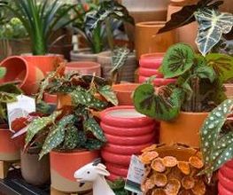 Intratuin Weert Planten & Potten