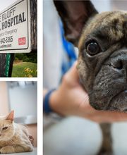 Pine Bluff Animal Hospital image 6