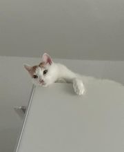 Maggy's Mobiler Katzenservice Unna Bild 7