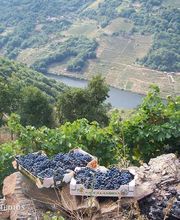 Virxen Dos Remedios imagen 6