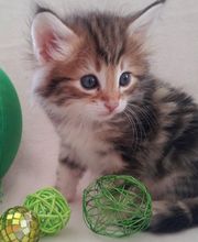 Chatterie de l'Alantolie image 6