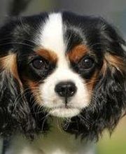 La Prairie à Milton image 1