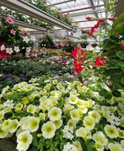 hollenstein blumengarten ag-Blumenshop-Gärtnerei-Gartenbau-Unterhalt-Grabpflege Bild 9