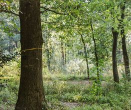 Farbige Bänder zeigen freie Baumgrabstätten im FriedWald.