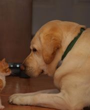 Olde Towne Animal Hospital image 9