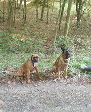 Amis Dogs 76 image 13