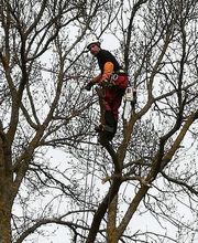 Arbroservice image 10