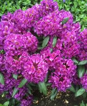 Holz-Stein-Baum Bild 11