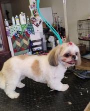 Poodle Doodle Pet Grooming image 16