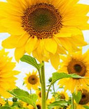 Ewald Gattlen AG Heizungen Visp