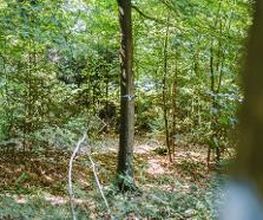 Freie Baumgrabstätten im FriedWald Bramsche sind mit einem farbigen Band gekennzeichnet.