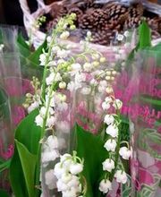 Fleurs & Co SARL GUIFFRAY 19 image 3