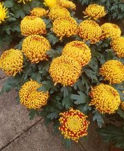 LE COMPTOIR DES FLEURS image 1