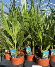 Valerie Maille image 4