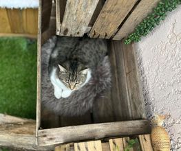 Hotel-cats.com image 6