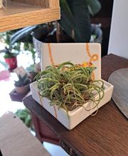 Succulentes & Orchidees image 5