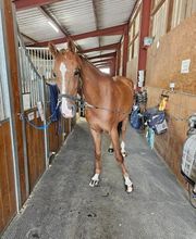 DLS Maréchalerie, Dimitri LE SOMMIER Bild 6