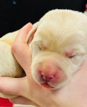 Apple Valley Veterinary Clinic image 19