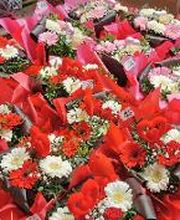 Villaverde Rocchietta Jardinerie Animalerie Le Beausset image 10