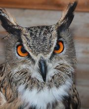 Fotoshootings mit unseren Greifvögeln wie dem Uhu Thanatos.