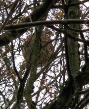 Tous Nuisibles Lorraine image 2