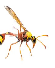 OPC Pest Services image 10