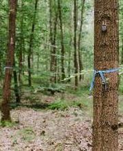 Freie Baumgrabstätten im FriedWald Dudenhofen sind mit einem farbigen Band gekennzeichnet.