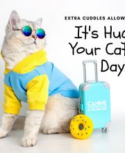 Canine Country Club & Feline Inn image 14