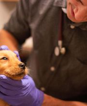 TotalBond Veterinary Hospital at Paw Creek image 9