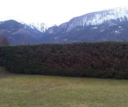 FLORESCENCE image 12